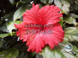 相片090.jpg放大镜图 http://www.shumaquan.com/uploadfile/news/2009-12/410/15105039148.jpg