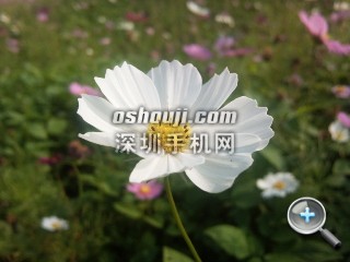 相片126.jpg放大镜图 http://www.shumaquan.com/uploadfile/news/2009-12/410/15105045161.jpg