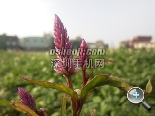 相片129.jpg放大镜图 http://www.shumaquan.com/uploadfile/news/2009-12/410/15105045163.jpg