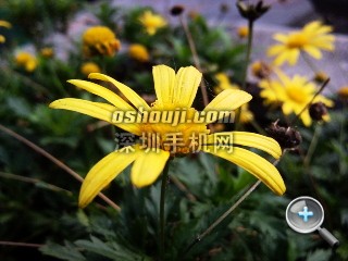 相片061.jpg放大镜图 http://www.shumaquan.com/uploadfile/news/2009-12/410/15105052180.jpg